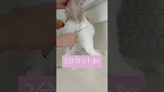 【動画】3分で桃尻猫ちゃん✄ #ラグドール #ラグドール子猫 #猫 #猫トリミング#cat #ragdoll #kitten #shorts #桃尻