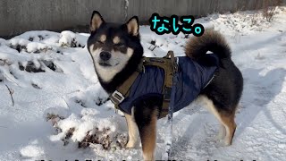 【動画】【冬将軍】黒柴タケル初めての桃尻カット、そして今朝の雪道散歩