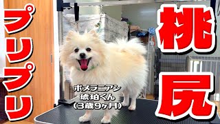 【動画】桃尻カットで激カワ！ポメラニアン・琥珀くん3歳9ヶ月 #pomeranian #ポメラニアン #トリミング