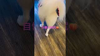 【動画】桃尻🍑✨ #pets #癒し #pomeranian #桃尻 #トリミング #犬のいる暮らし