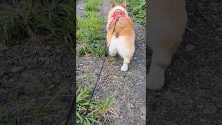 【動画】コギ散歩の醍醐味🍑#おしり #コギ尻 #桃尻