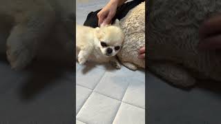 【動画】大きいトイプードルのお尻を枕にしてくつろぐペキチワ#ペキチワ