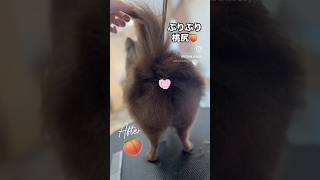 【動画】ぷりぷり桃尻作っていきます✂︎🍑#桃尻#ポメラニアン#ポメ#トリミングサロン#板橋区トリミングサロン