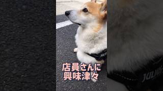 【動画】桃尻きなさん #shorts #コーギー #可愛い #桃尻