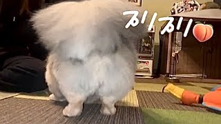 【動画】ペキニーズ タロン君 桃尻毛虫怪獣タロン