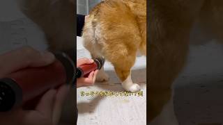 【動画】🧑🏾初めての桃尻作り🍑#コーギー#コーギー犬#コーギーのいる暮らし #犬 #犬のいる暮らし #犬のいる生活 #corgi #dog