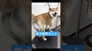 【動画】柴犬のわんちゃんを桃尻カットしてみた！#柴犬 #お尻カット#かわいい #トリミング