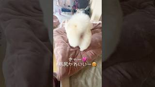 【動画】桃尻かわいすぎる❤️