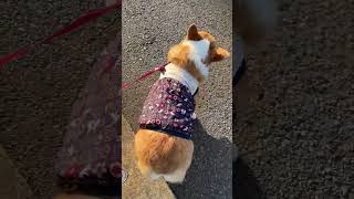 【動画】2024.04.13　桃尻ぷりんぷりんさせて歩くコーギー陽菜ちゃん（Hina-chan）