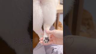 【動画】桃尻カットされたポメラニアンの桃太郎。　#ポメラニアン #サロン #桃尻 #肉球  #犬 #こいぬ  #pomeranian #dog #doglover #개　#포메라니안 #可愛い