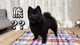【動画】トリミングでぷりぷり桃尻小熊になって帰ってきた黒ポメラニアン
