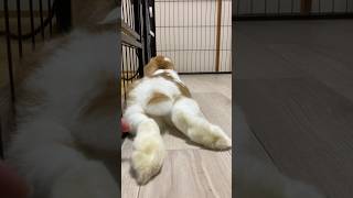 【動画】【うさぎのぐりぐら】うさぎの桃尻🍑🐰💕#うさぎのぐりぐら#うさぎ#動物#ロップイヤー#みみたれ#うさぎのいる暮らし#寝る#小動物#かわいい#shorts#ツンデレ#デレデレ#桃尻