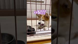 【動画】必ず戦ってしまうコーギー#コーギー#コーギー多頭飼い#桃尻#食パン犬#corgi #柯基 #코기 #shorts