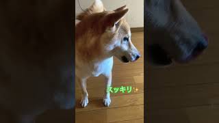 【動画】#柴犬との暮らし #桃尻カット#shiba #トリミング