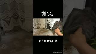 【動画】猫の大きいお尻を眺めませんか？