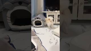 【動画】可愛い桃尻のいたずらっ子