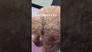 【動画】トイプードルなのに体重15キロ超⁉︎ 大きなお腹、大きなお尻笑　#トイプードル #体重 #大きい #可愛い #愛犬 #癒し #toypoodle #shorts #shortvideo #short
