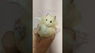 【動画】お尻が大きいハムスターhamster with big butt#shorts #ハムスターのいる生活 #ハムスター #キンクマハムスター #癒し #可愛い