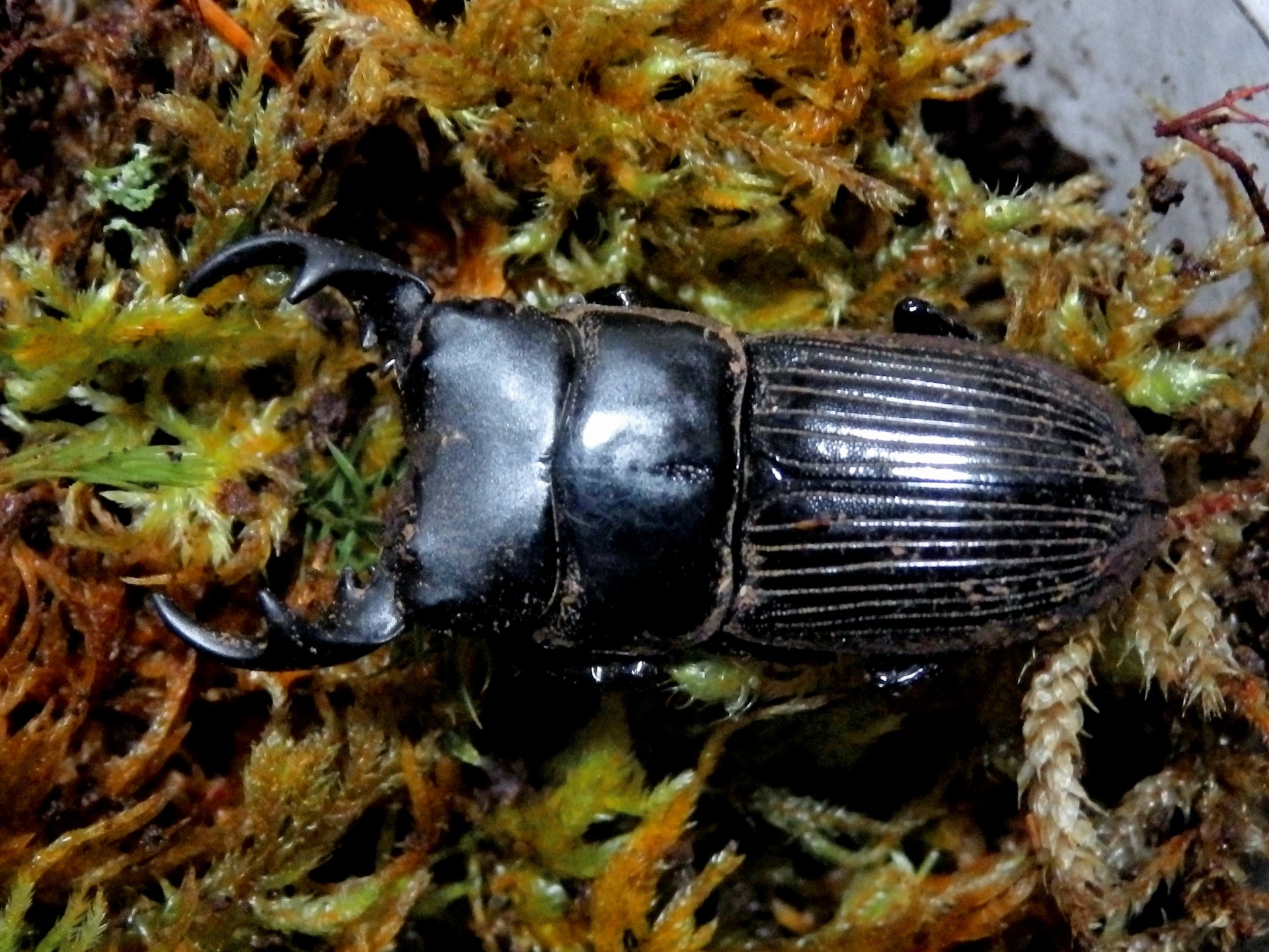 プリやんのブログ 閃乱カグラ