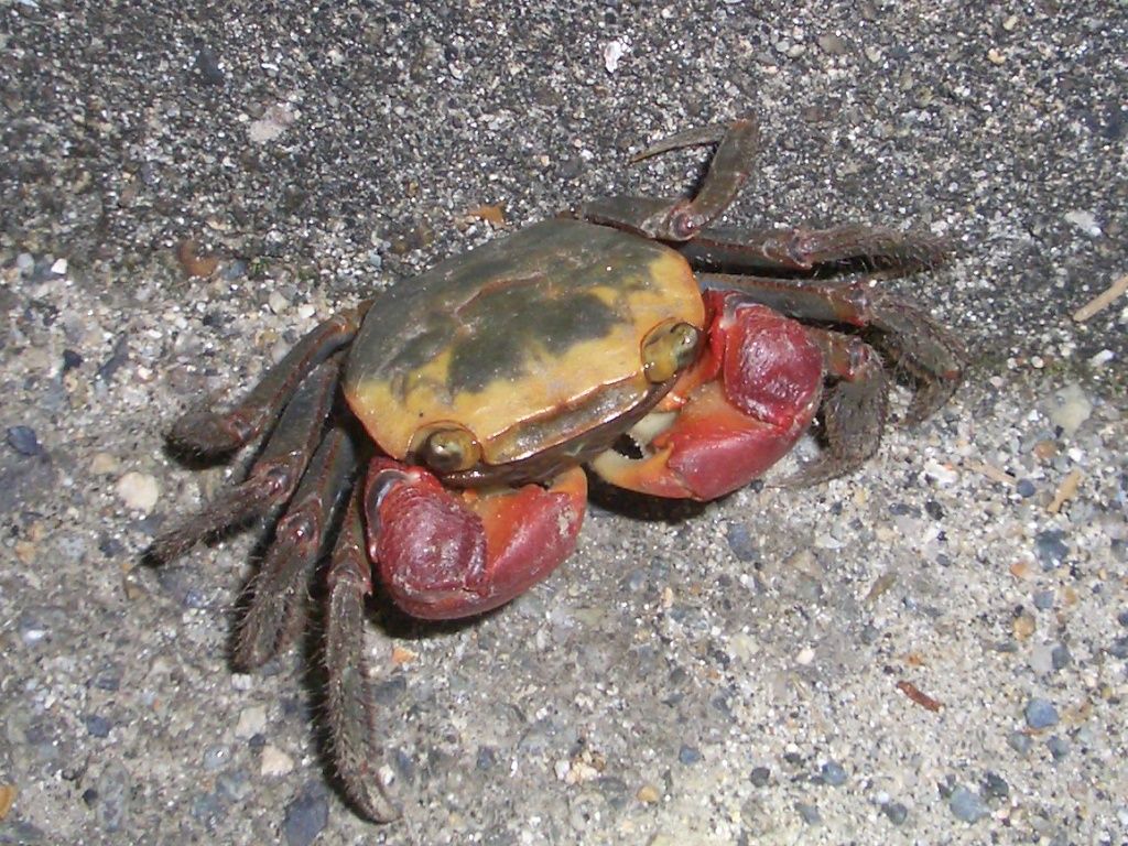 プリやんのブログ アカテガニ