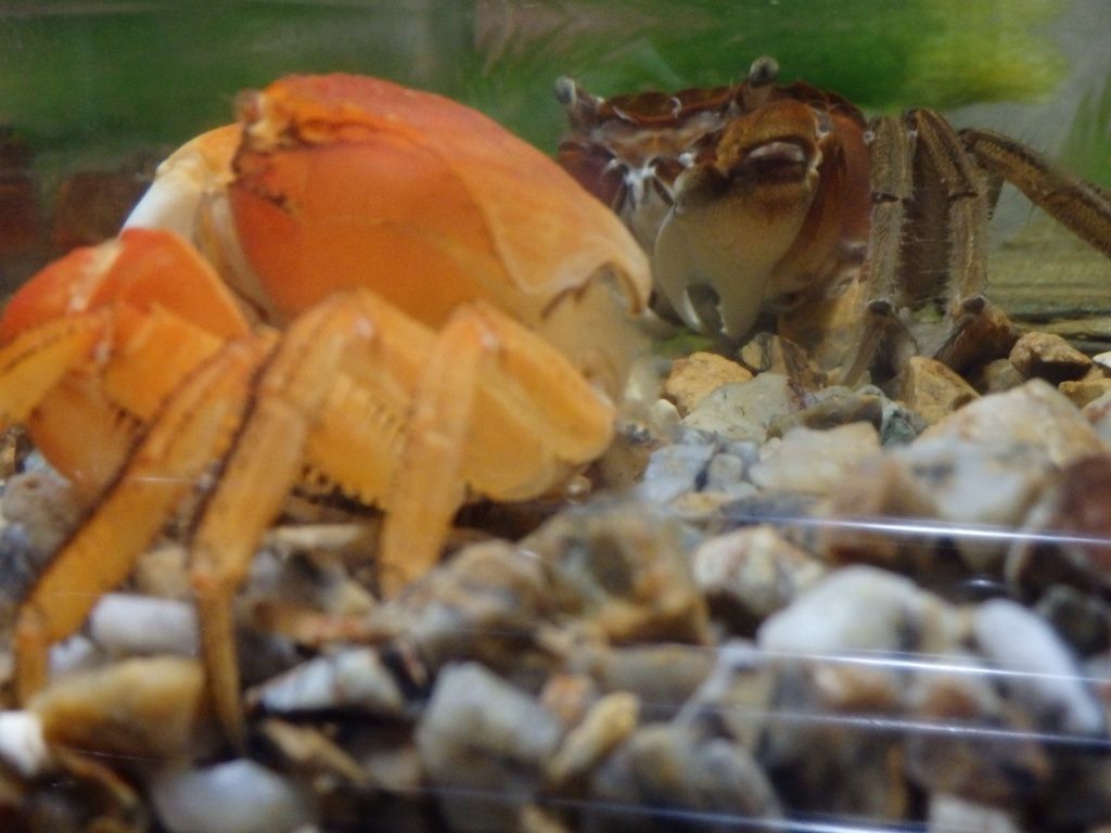 プリやんのブログ 生物 プリやんのブログ 生物