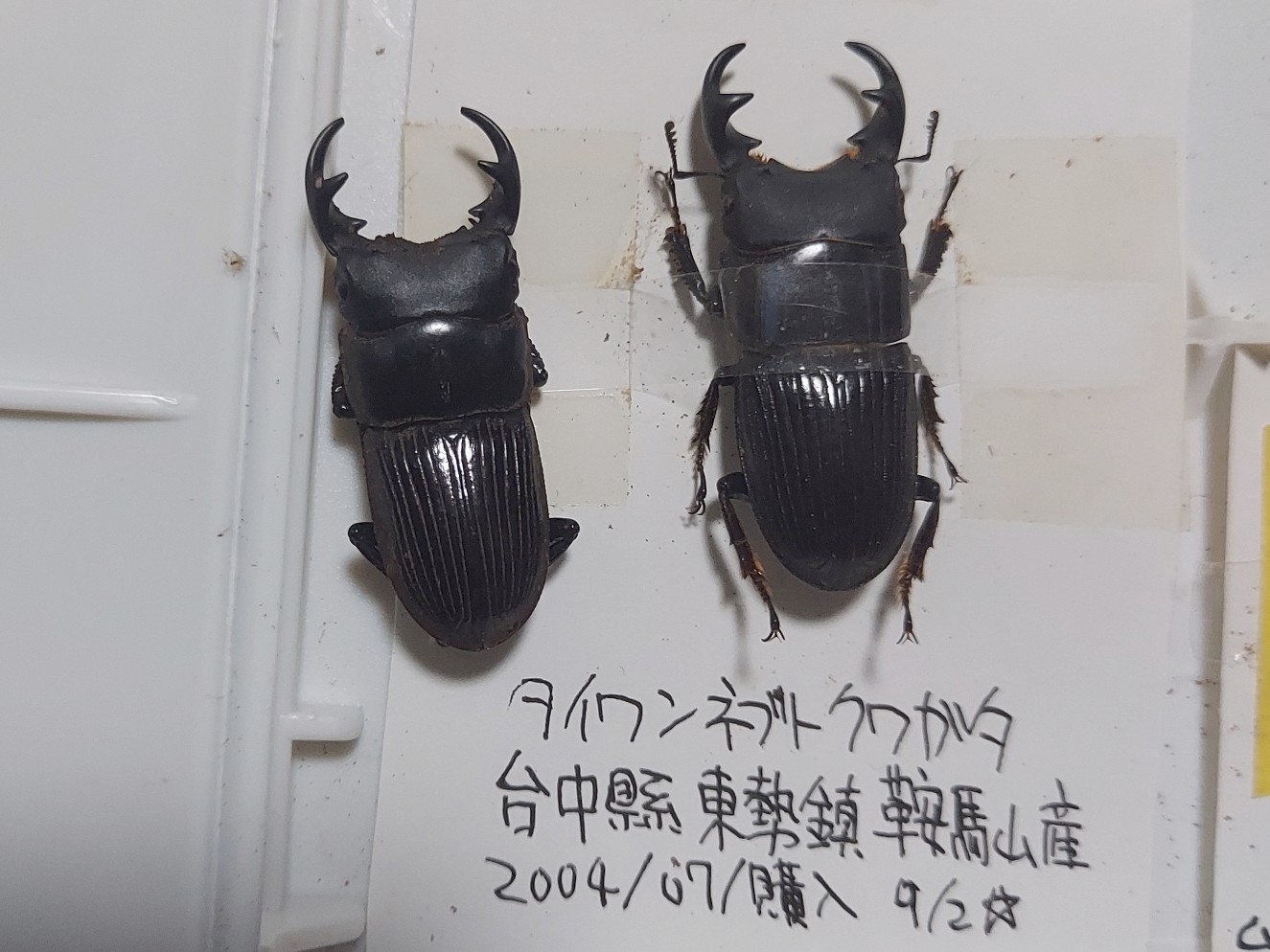 プリやんのブログ 閃乱カグラ