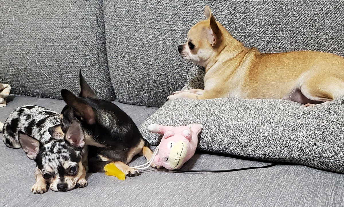 癒される チワワ 犬好き T C プロレス速報局