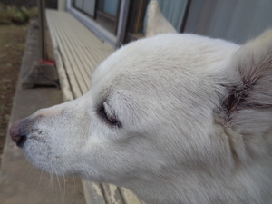 DSC08072.JPG アップ 15:07 (1)
