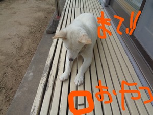 DSC08276.JPG 待て _LI