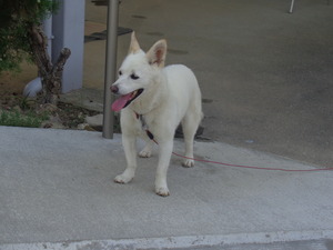DSC03248.JPG アップ