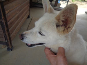 DSC08265.JPG アップ