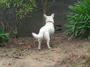 DSC09495 (1) トリミング、