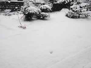 DSC09636.JPG アップ 雪が降る7:40 (1)