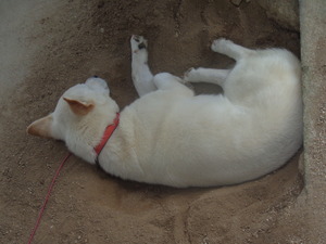 DSC03114.JPG P.が落っこちてる JPG