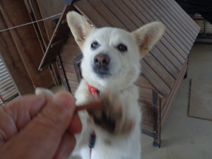 DSC00005 (1) オヤツだよ (1)