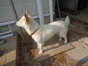 DSC04669.JPG 散歩はまだだよ、アップ