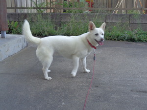 DSC03998.JPG アップ