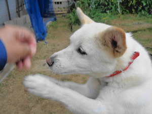 DSC04567 (1) アップ