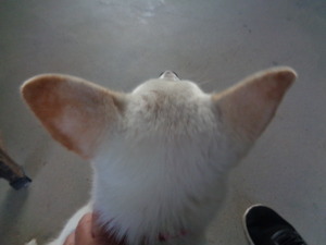 DSC06271.JPG ちょうちょの👂