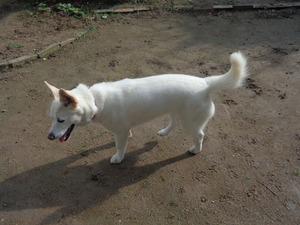 DSC00033.JPG 勇者、16:11