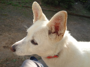 DSC05438 (1) アップ