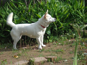 DSC00042.JPG アップ
