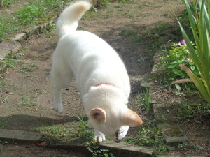 DSC03234 (1) 左目にゴミが。