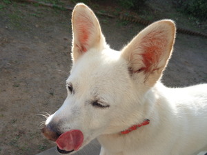 DSC05437 (1) アップ