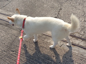 DSC04686 (1) トリミング、アップ (1)