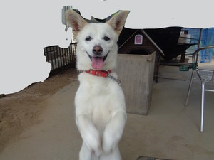 DSC00088.JPG 修正、あっぷ _LI
