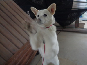 DSC00273.JPG アップ?