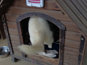 DSC04545.JPG ペチペチなんかやってらんないわ。