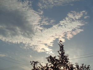 DSC06212.JPG 一応木漏れ陽