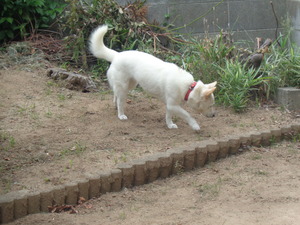 DSC09497.JPG アップ